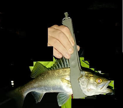 アジが渋いような気がする